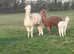 Alpacas