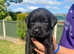 KC reg Labrador Puppies