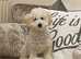 Maltipoo toy maltese small poodle toy boy puppy silver black ready now