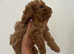 Miniature poodle puppies
