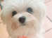 Kc registered maltese adult