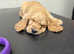 Show Cocker spaniel puppies