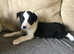 Boy collies ready now ISDS registered  Mum and Dad DNA tested and health checked