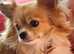 New forever home needed