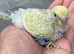 Rainbow Baby budgie