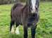 Section A stallion for loan.