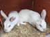 Super friendly lop sisters with two tier 6ft hutch