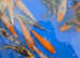 Koi carp - pond fish joblot - Bedworth