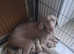 Weimaraner puppies for sale