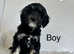 4 lovely cockapoo puppies