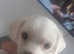 Puppies for sale