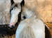 Smartly Marked Beautiful Filly
