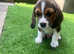 Beagle puppy male