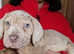 Majestic Cane Corso x Neo Puppies Looking for Forever Homes