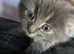 Cute kitty for sale