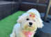 KC reg 15 Champions adorable maltese girl