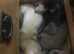 3 Amazing non Bonded Ferrets for Sale for their Forever loving home