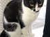 Black/white cat
