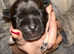 4/6 staffy cross chowchow x English bull terrier puppies for sale