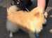 1 boy came available be quick the video is him today !!! Pomeranian puppies