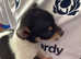 Miniature jack Russell pups for sale