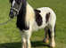 12.1 cob mare