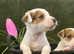 PEDIGREE jack Russell girls for sale