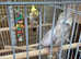 Breeding pair Cockatiels