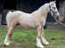 Palomino traditional colt