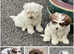 Shorkie puppies