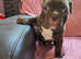 2 chocolate exotic bullys girls
