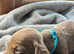 Minature Dachshund Puppies