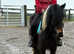 Nala 13.1hh cob filly. Very quiet she is