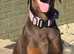Female Doberman