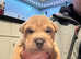 Chow peis  puppy's for sale shar pei x chow pei