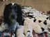 Sprocker Puppies- last boy looking for his forever home