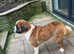 Gorgeous Saint Bernard Adult Female