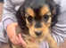 Beautiful f1 cockapoo pups licensed breeder