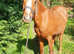 Registered 12.2hh sec b chestnut mare looking for a forever home
