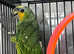 Stunning Baby Orange Wing Amazon Parrot,29