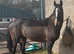 16hh dark bay mare 8yo