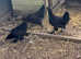 Black copper Marans