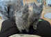 Blue smoke Maine Coon boy