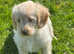 Stunning F1 Miniature Labradoodle puppies