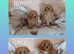 Beautiful fluffy Cavapoo puppies