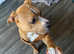 Need to rehome as soon as possible
