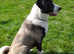 my beuutiful kangal just  had 10 more pups