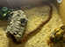 Corn snake with vivarium