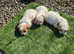 Cavachon Puppies
