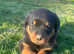Stunning litter of Rottweilers